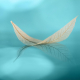 Blatt auf Wasser