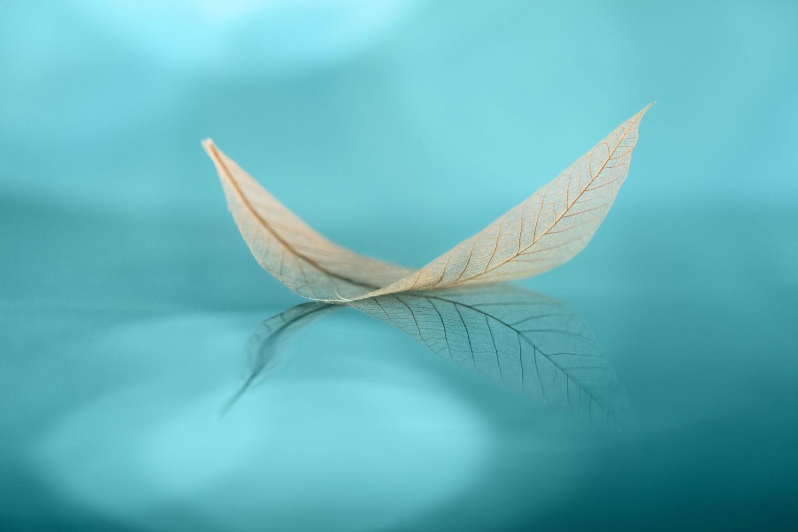 Blatt auf Wasser